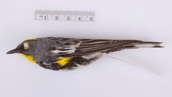 Media type: image;   Ornithology 207133